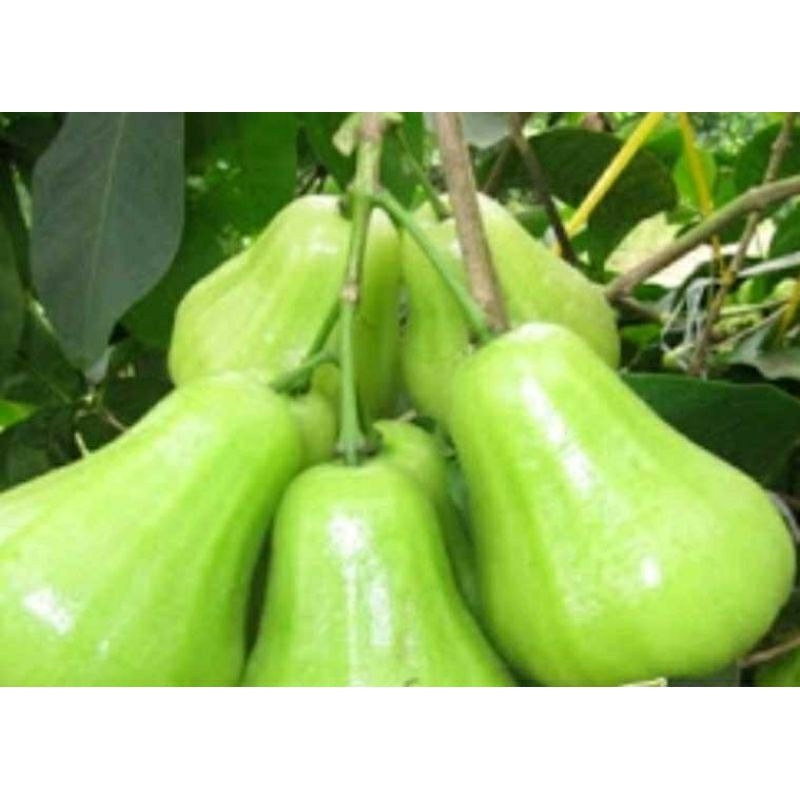 Cây Giống Mận Xanh Đường Trái To năng suất cao