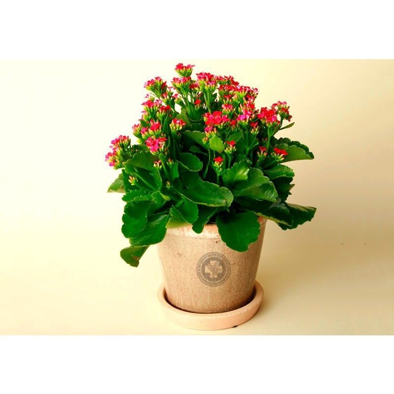 1 cây giống hoa sống đời đơn