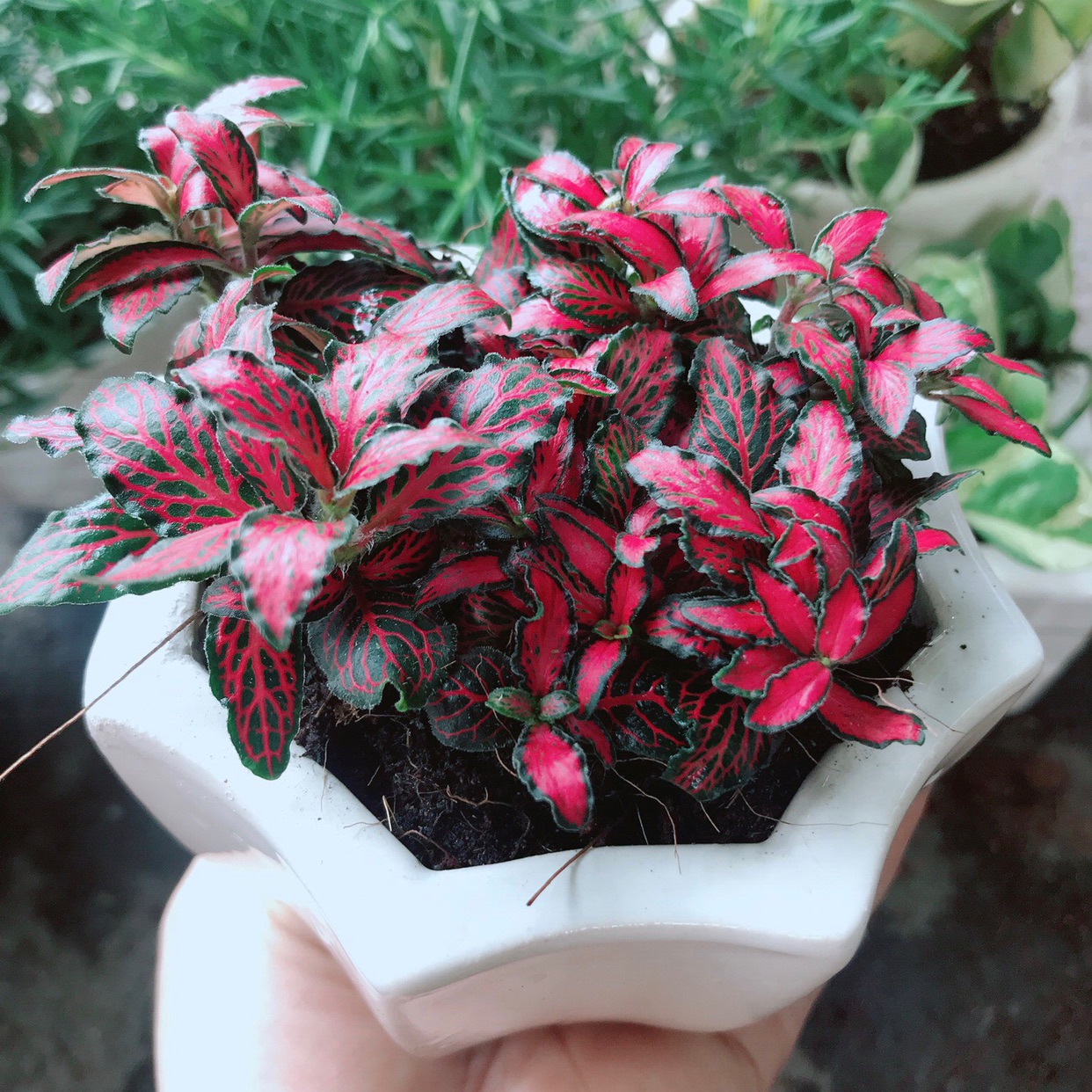 Chậu cây cẩm nhung đỏ