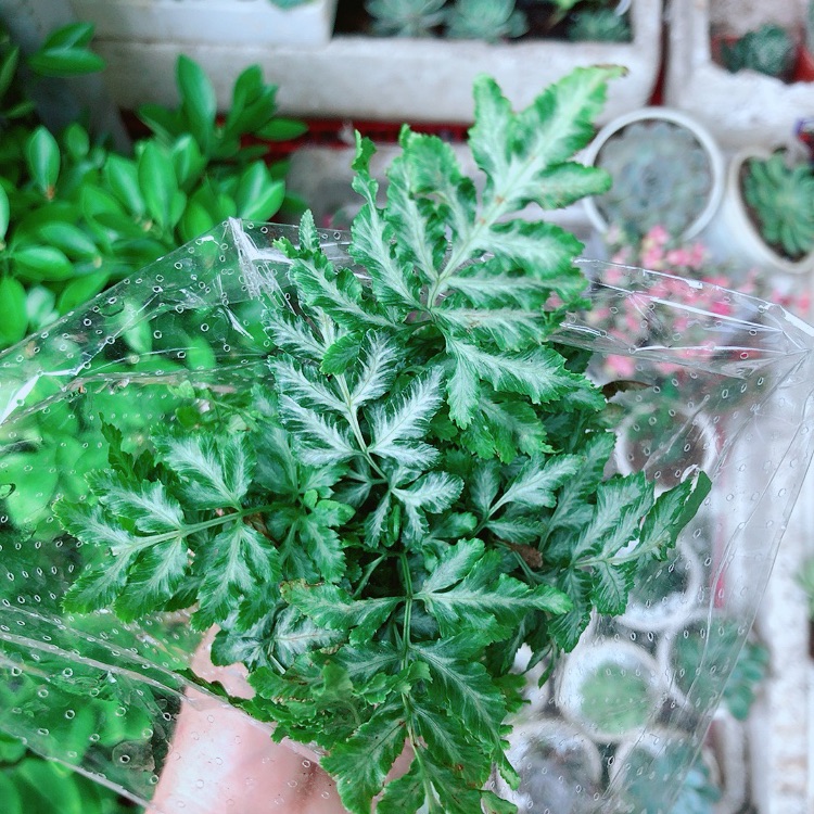 Cây dương sỉ