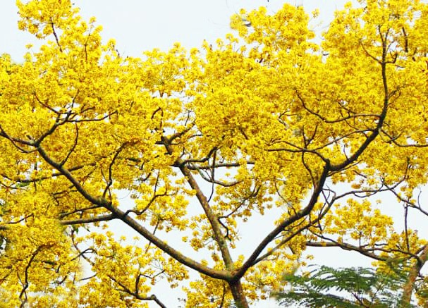 Cây Phượng vàng