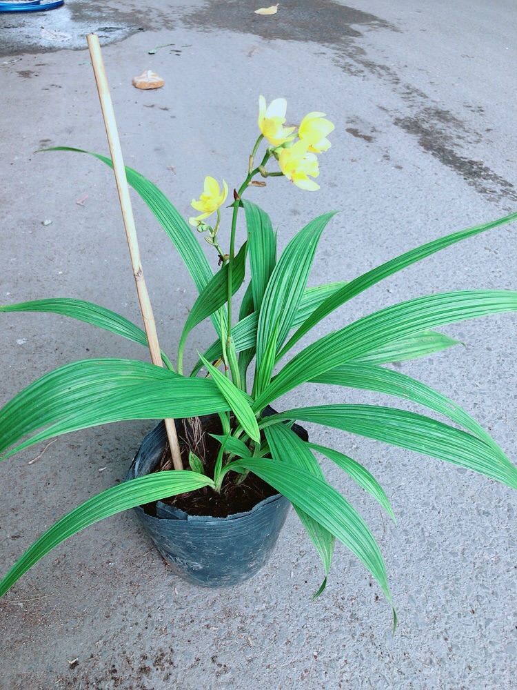 Lan Đất Có Hoa Màu Vàng