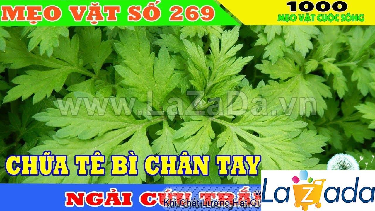 50h Hạt Giống Ngải Cứu Mugwort (| A4*W50*M301)