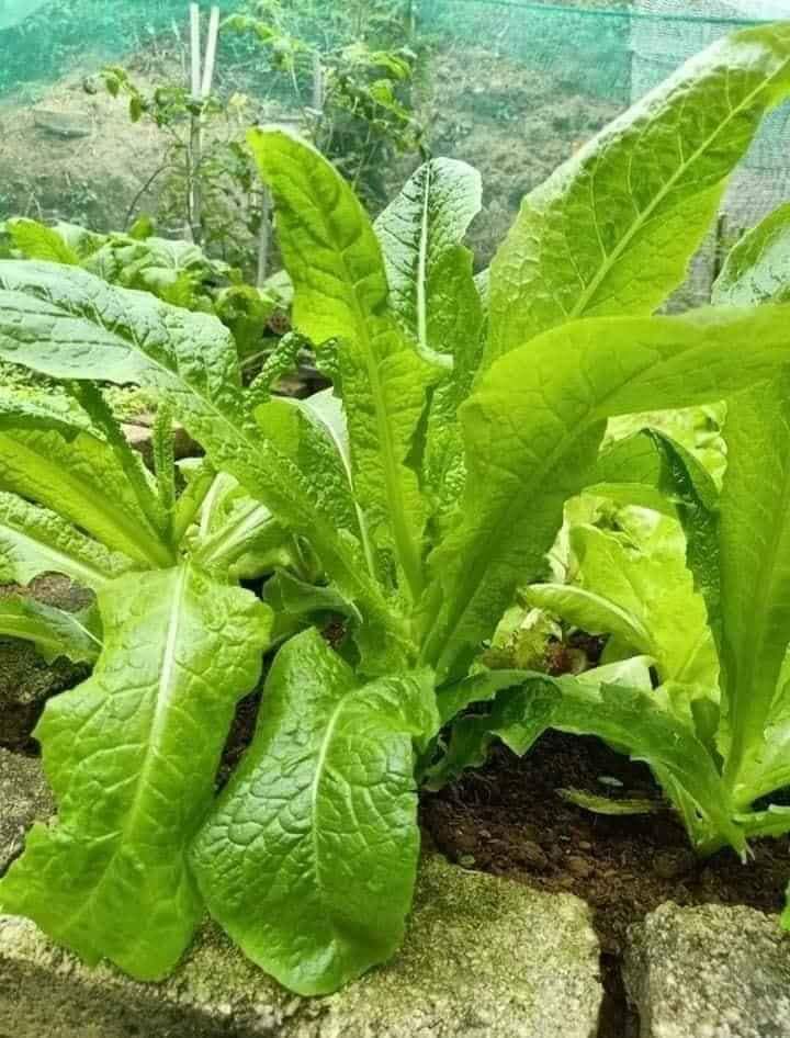 Hạt giống rau tiến vua