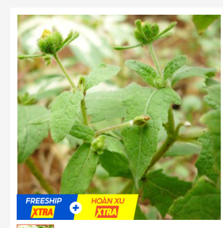 Cây hy thiêm ( cây cỏ dĩ ) 500GR khô đẹp