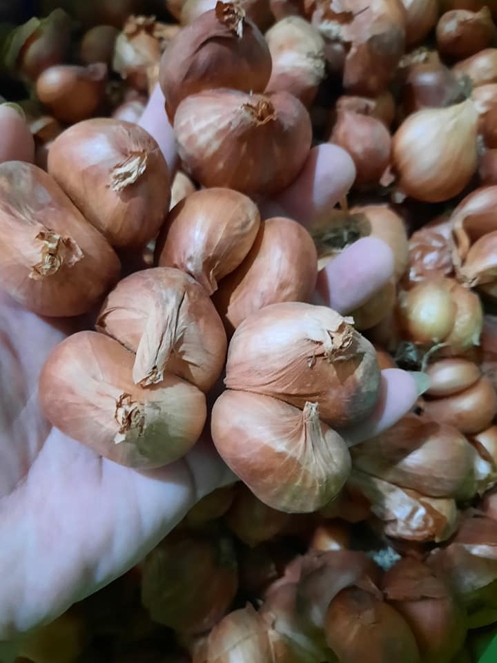 Hành Kinh Môn Hải Dương - 1Kg