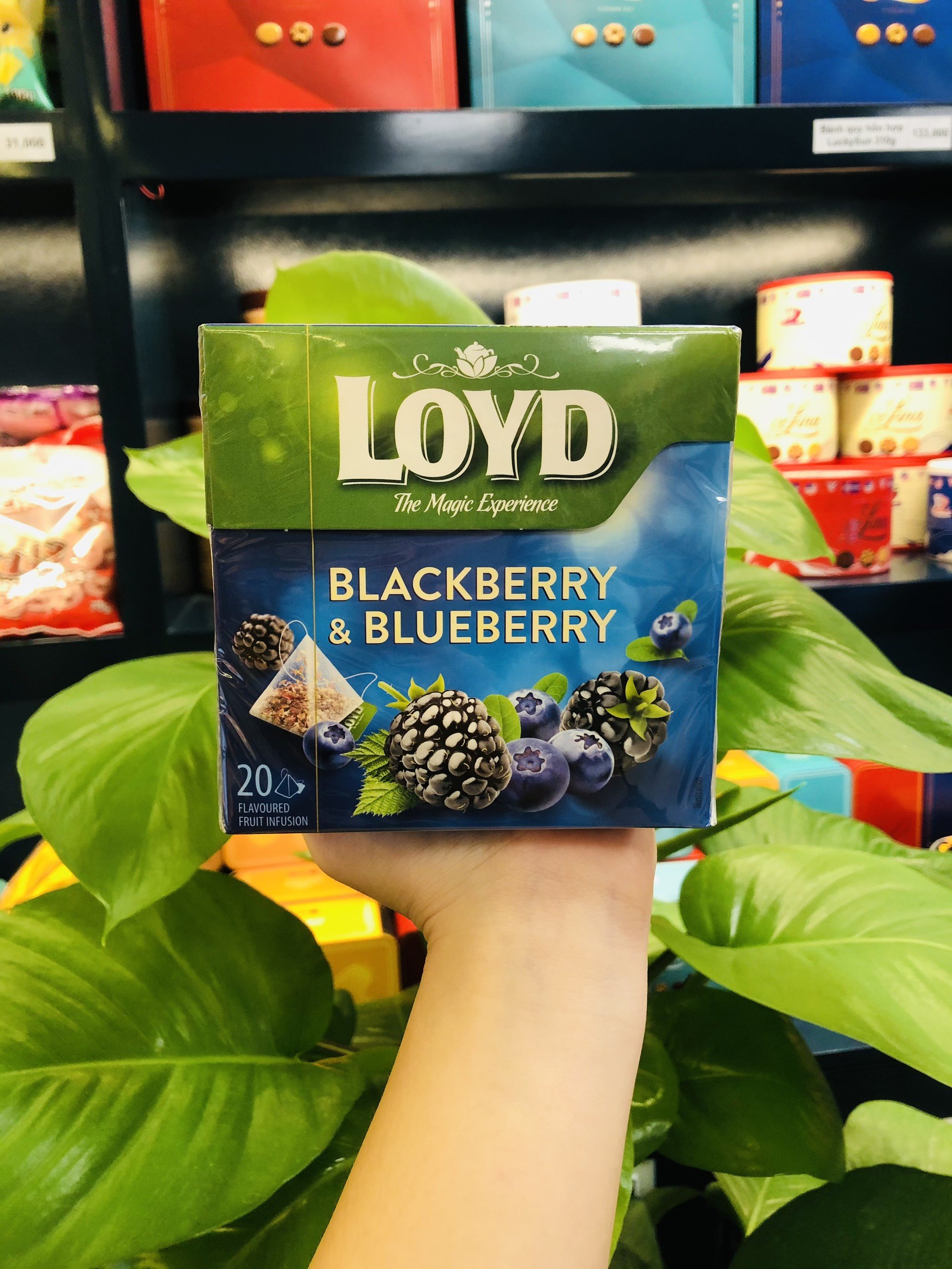 TRÀ LOYD DATE T3/4-2024