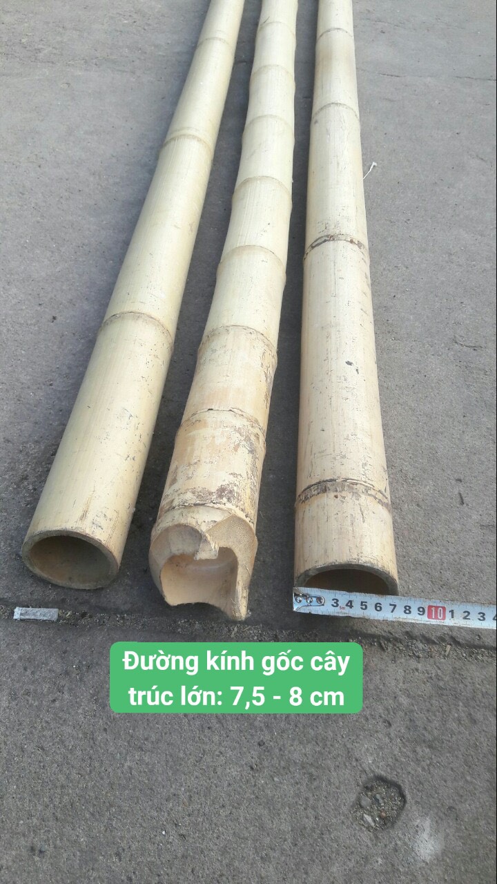 [HCM]Cây tre trúc lớn dài 1m