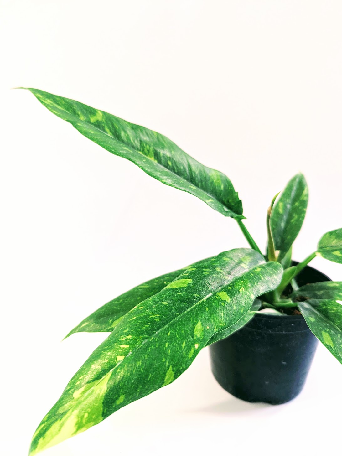 Chậu Cung Đàn Var Philodendron Ring Of Fire: Var đẹp