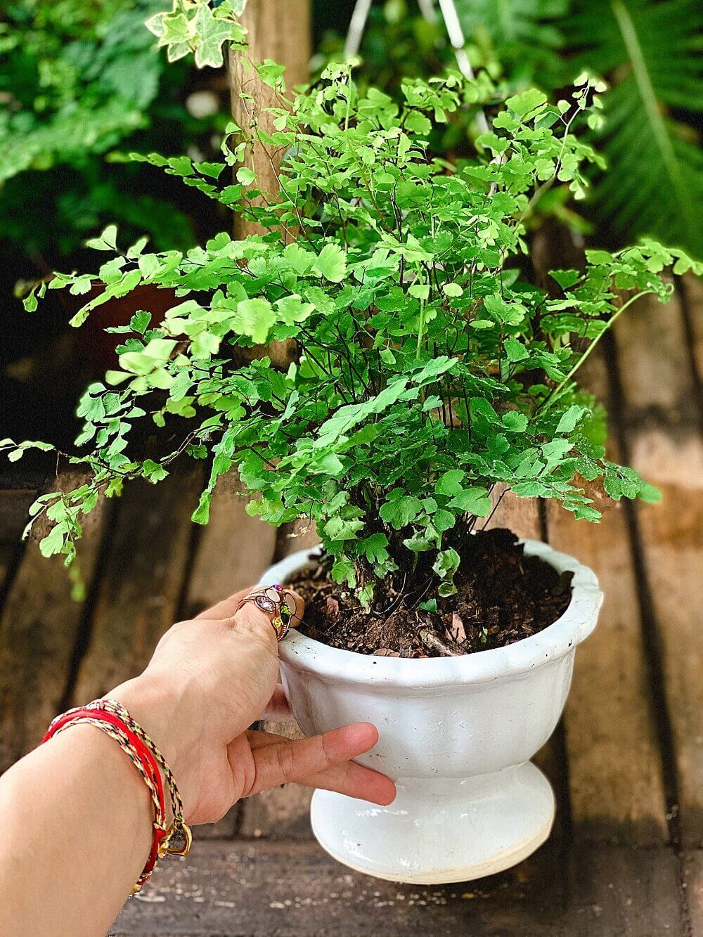 Cây Adiantum capillus-veneris (Dương Xỉ Tóc Thần Vệ Nữ) chậu men trắng