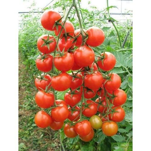 [HCM]Hạt giống cà chua kiểng ca chua bi