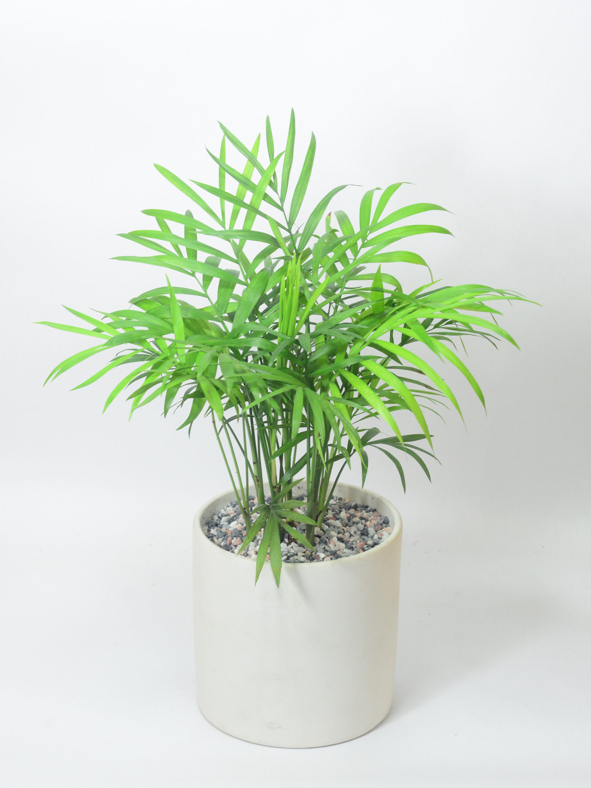 Cây tiểu trâm , trúc nhật , cau cảnh