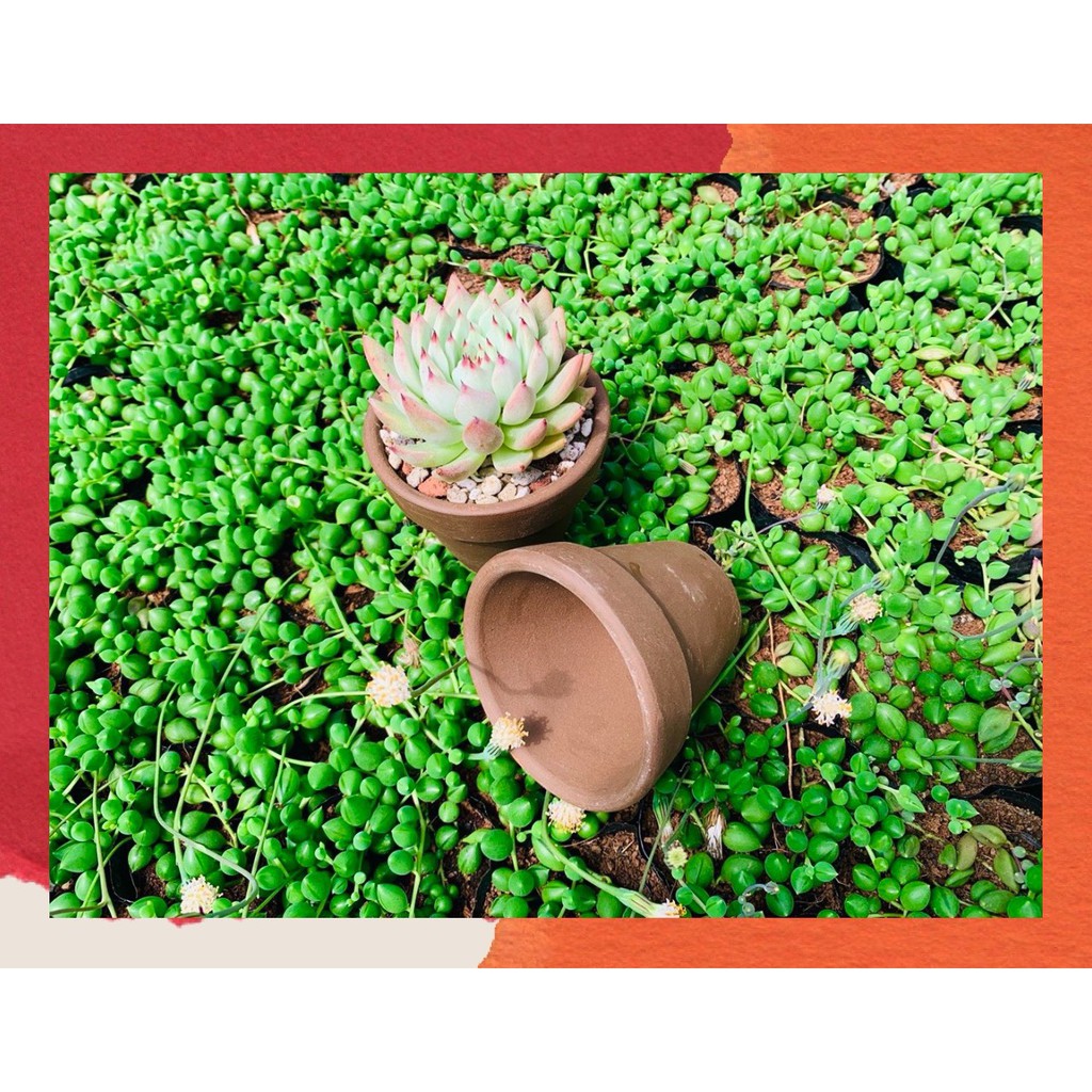 CHẬU ĐẤT NUNG ĐEN 🎁 SIÊU PHẨM TRỒNG SEN ĐÁ 🎁