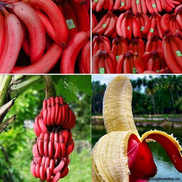 Cây giống Chuối Đỏ Dacca