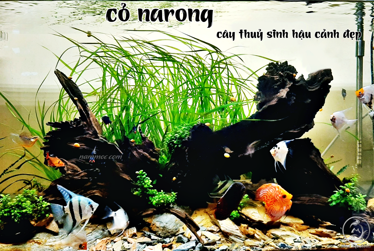Cỏ Narong - Cây Thuỷ Sinh Hậu Cảnh