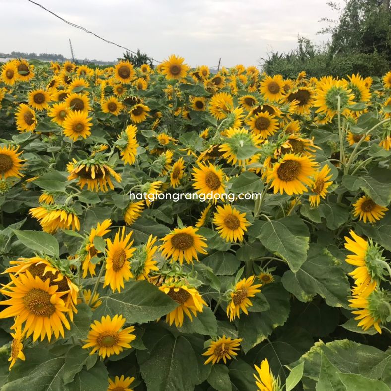 Hạt giống hoa hướng dương tháp