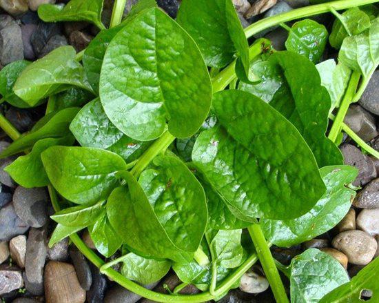 Hạt giống mồng tơi Rạng Đông Rado 38