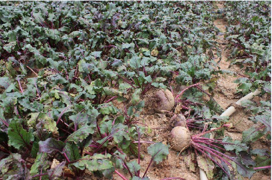 F1 Red Beetroot Seeds – 2 Grams/Pack