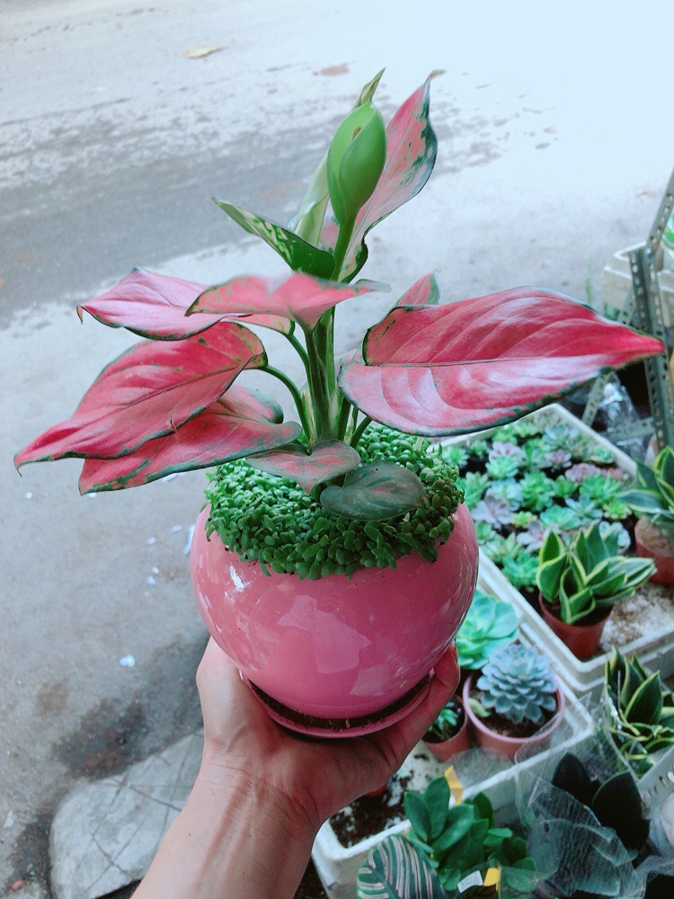 Chậu Vạn Lộc Hồng