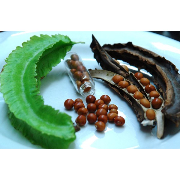 Hạt giống đậu rồng thái Trang Nông