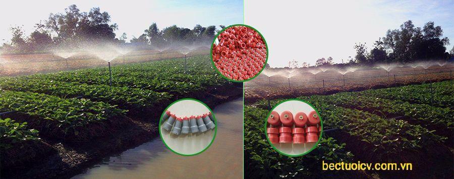 50 bec vit cv tu che mau do - vit nox (bectuoicv - của Lai Truong Vu)
