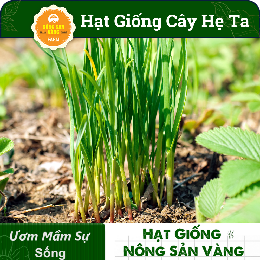 Hạt giống Rau Hẹ Ta Tỉ Lệ Nảy Mầm Cao, Sinh Trưởng Và Phát Triển Khỏe, Năng Suất Cao (Gói 1 Gram) - Nông Sản Vàng