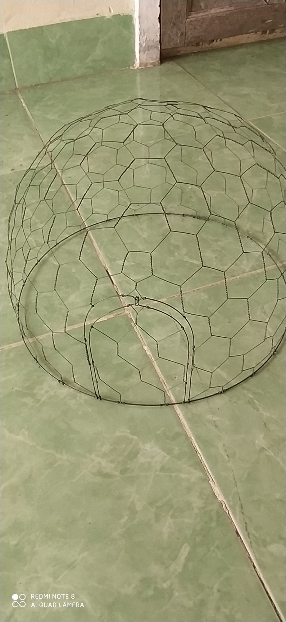 bội úp cu gáy