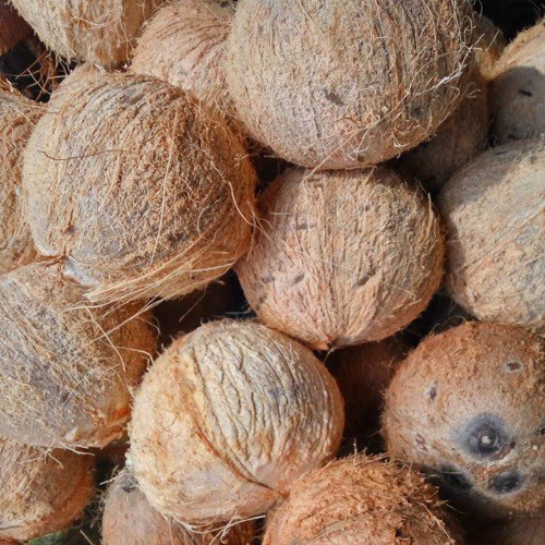 1 quả Dừa khô nguyên trái ( dừa già)