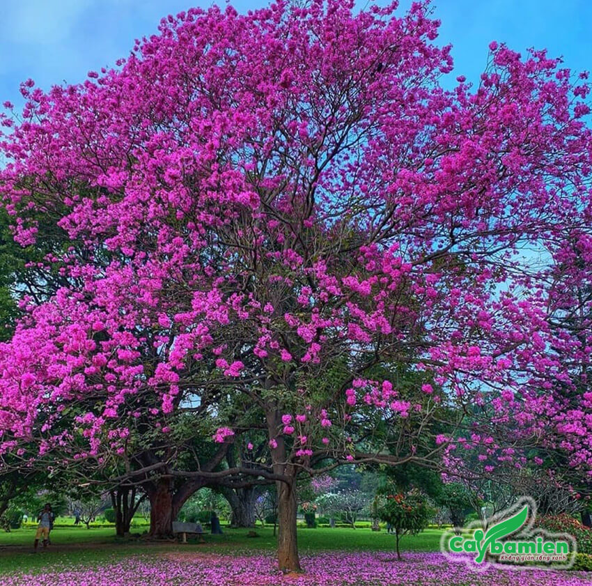 Hạt giống cây hoa phong linh tím - gói 10 hạt