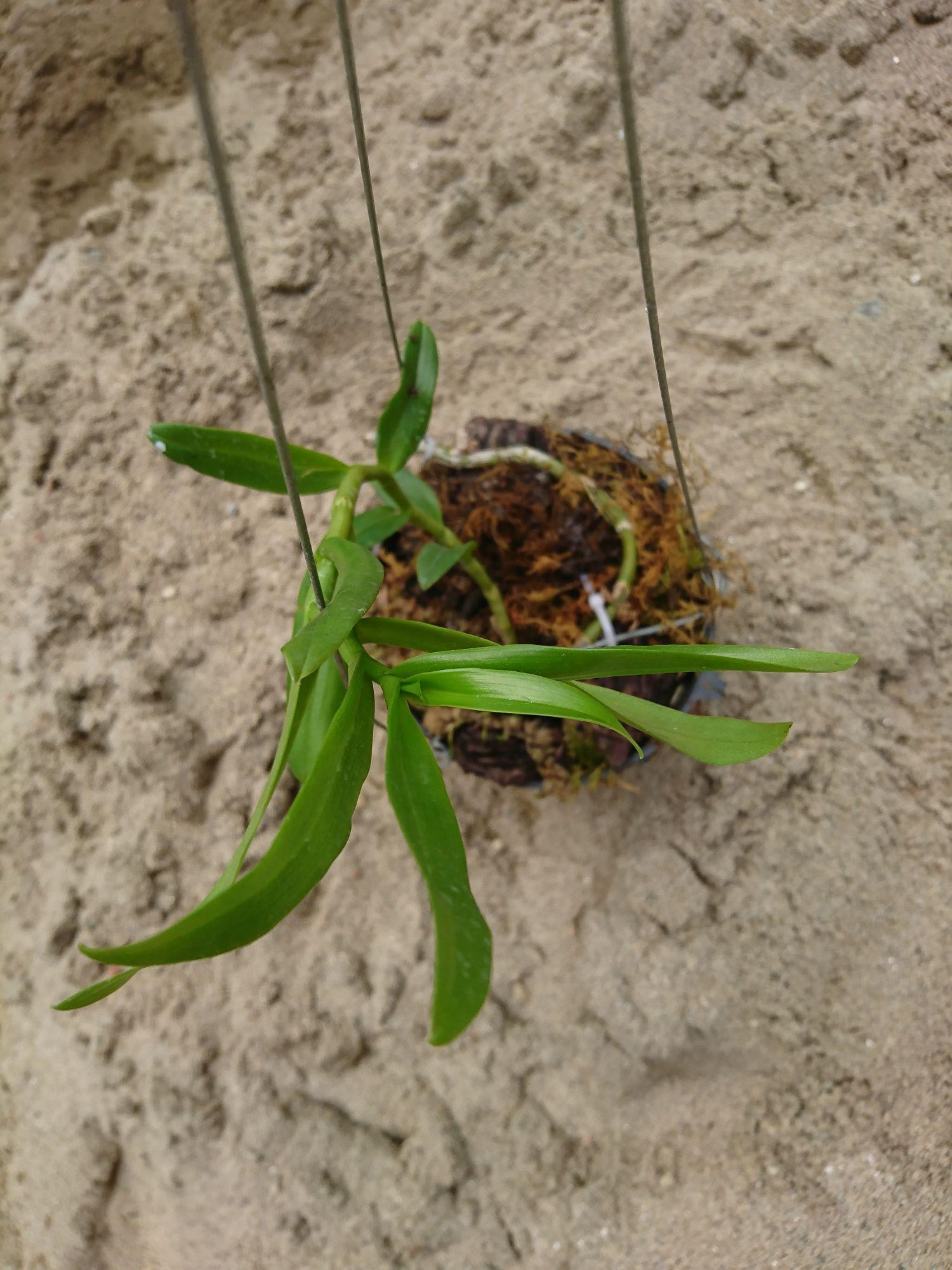 Phi điệp tím Thái nguyên (chính chủ)