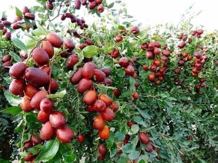 Táo đỏ Tân Cương - 1kg