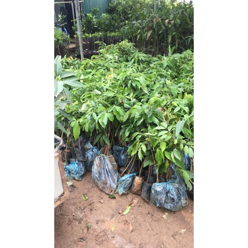 [FREESHIP - Xả Khô Máu] giống vải thiều