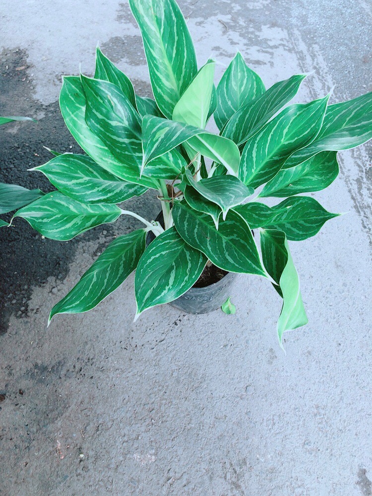 Cây Bạch Mã Hoàng Tử