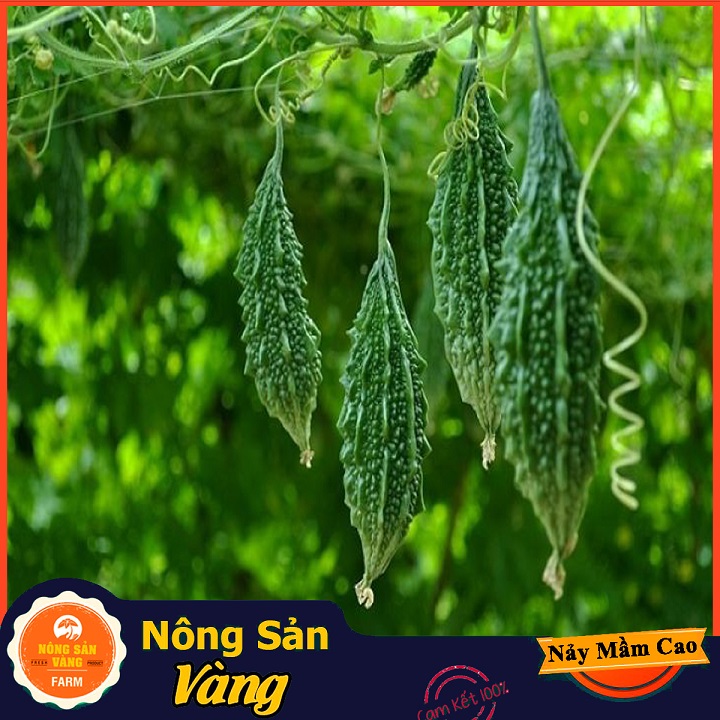 Hạt giống Khổ Qua Rừng Nảy Mầm Cao, Giàu Giá Trị Dinh Dưỡng ( Gói 10 Hạt ) - Nông Sản Vàng