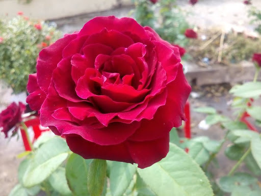 [Cây giống hoa] hồng nhung Sa Đéc size chậu C9 - CayGiongTot