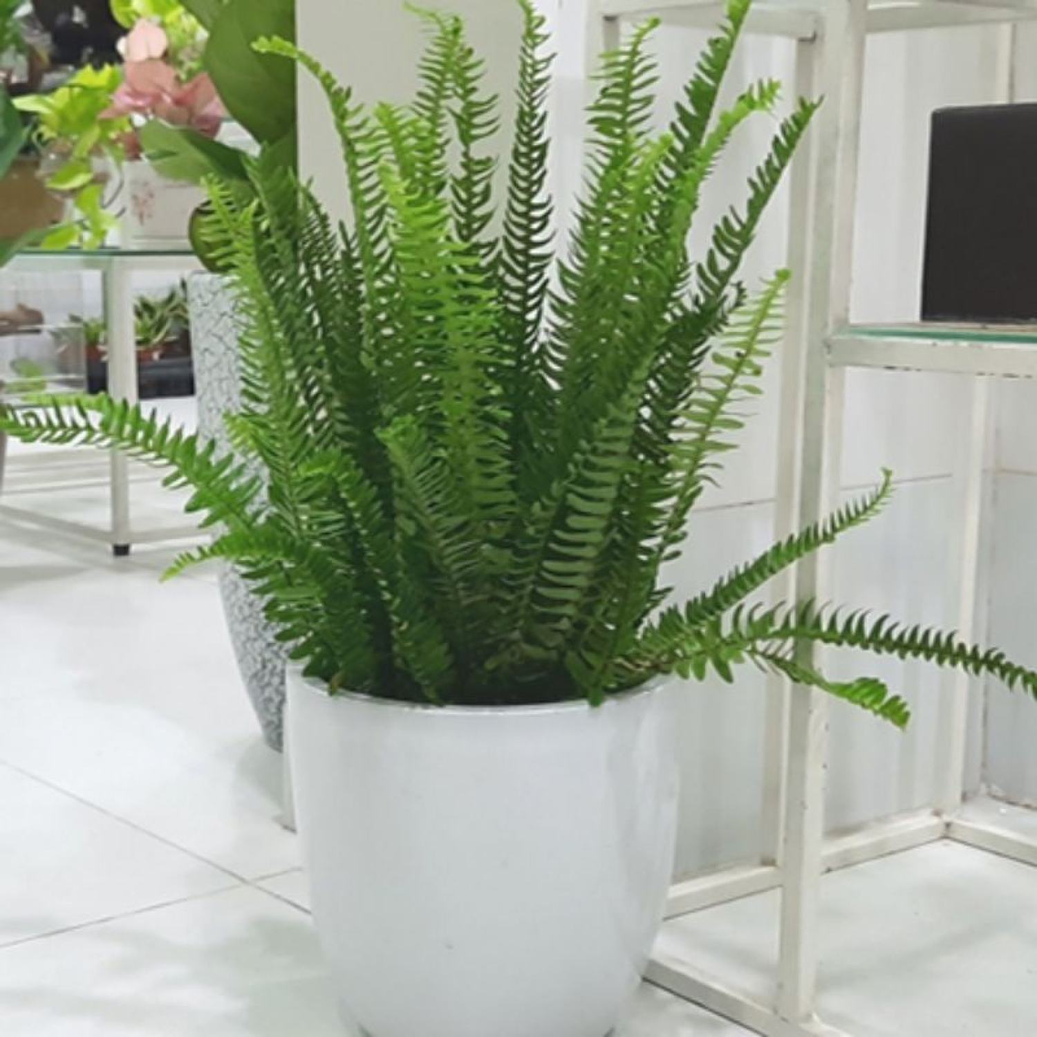 Cây dương xỉ lá me (Nephrolepis cordifolia)