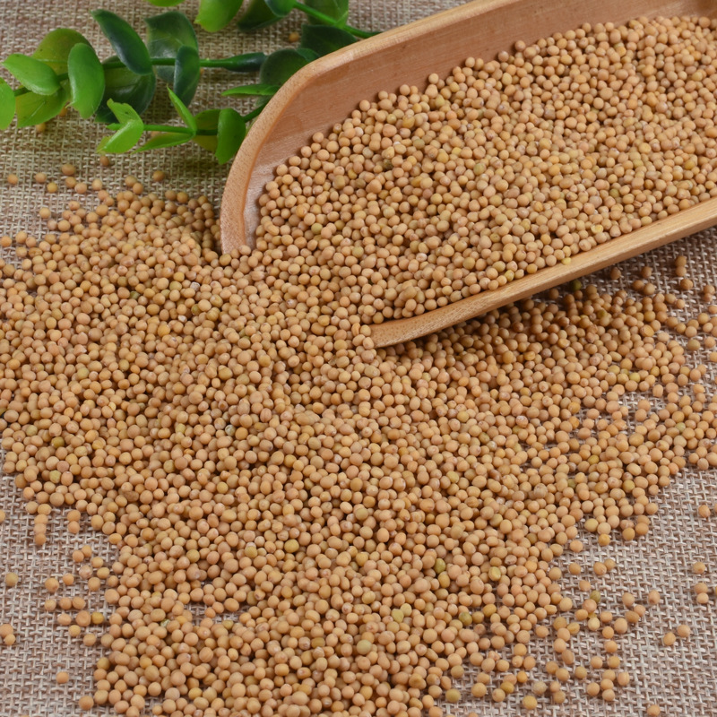 [HOT] Bạch giới tử sấy khô 500g - Thảo Dược Tấn Phát