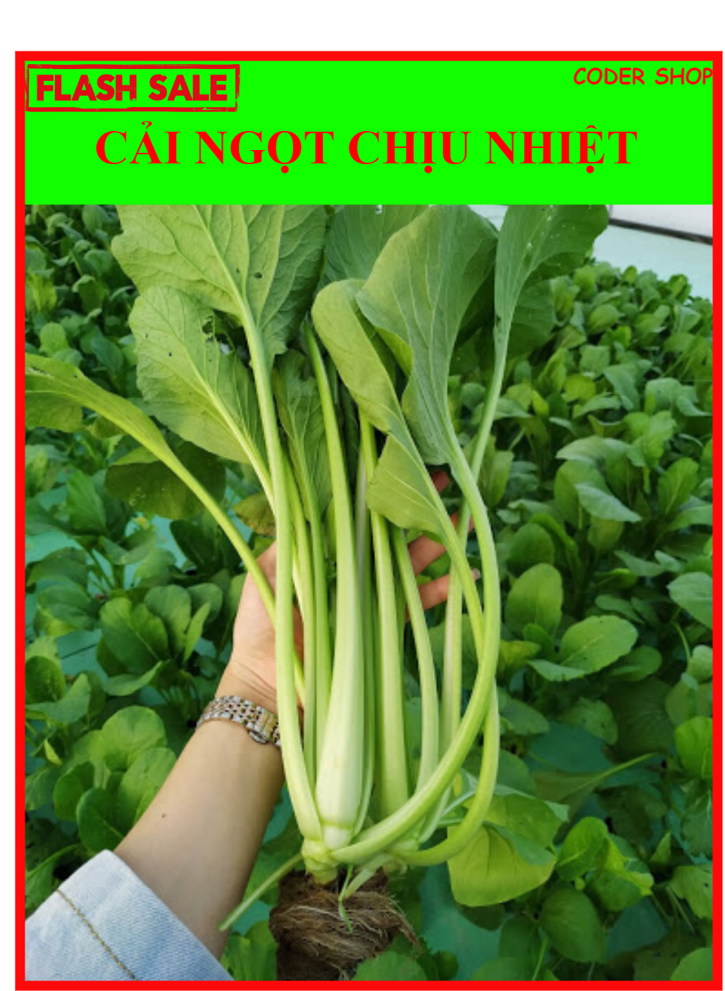 20 Gram Bịch Hạt Giống Cải Ngọt Rạng Đông