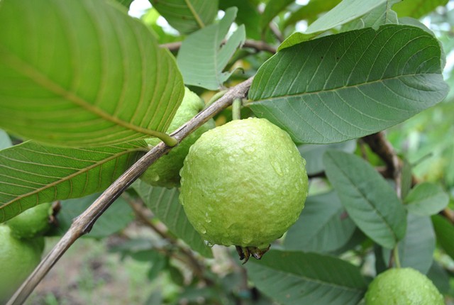 Cây giống ỔI Xá Lị [ CÂY ĐẸP ĐANG BÔNG HOẶC RA QUẢ ]