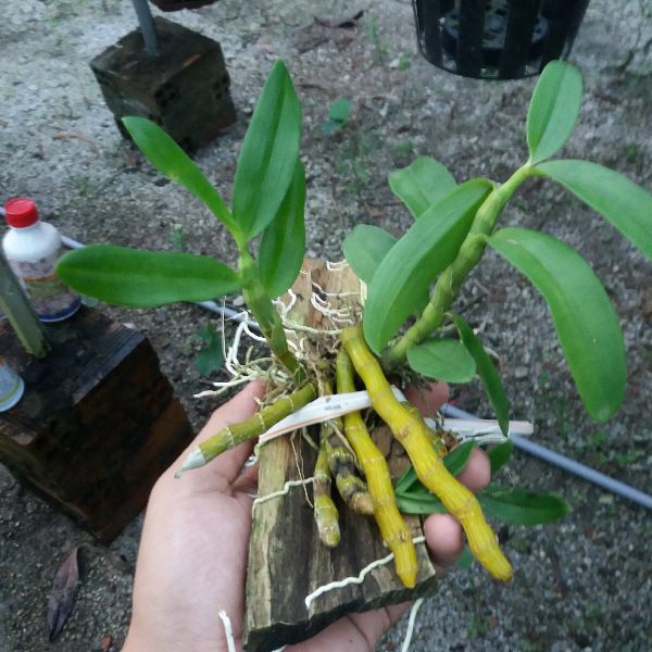 Phong lan trầm hương ghép gỗ( bảng trung)