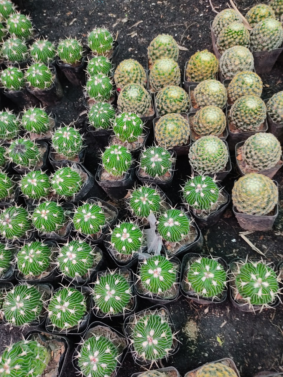 Xương rồng TRÚC NGỌC (size cây 4-5 cm)
