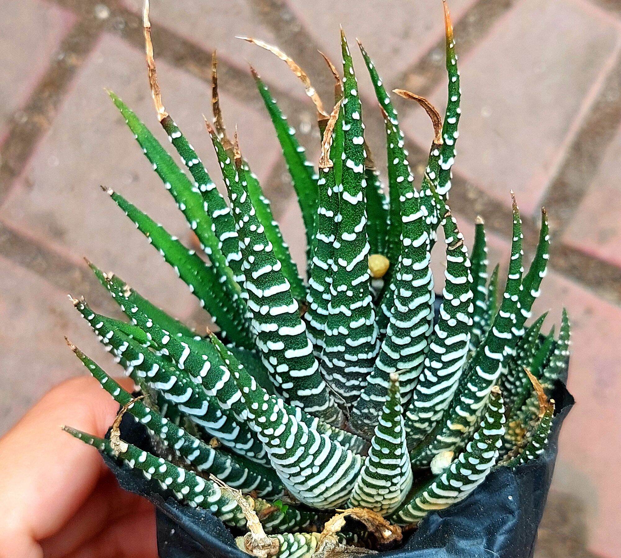 Sen đá MÓNG. RỒNG size bầu