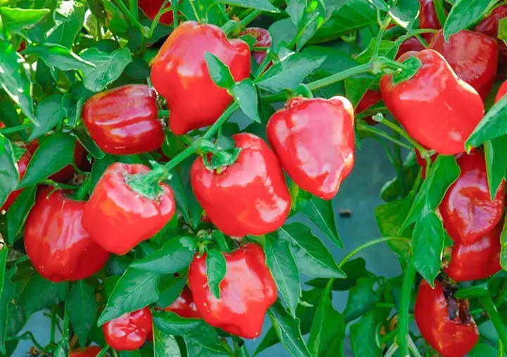 Hạt giống Ớt ngọt F1 ( Ớt chuông ) 0.1g