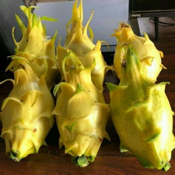 Cây giống thanh long vàng nhập khẩu cây tốt