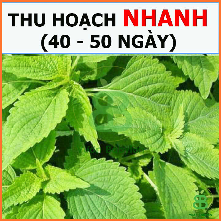 Hạt Giống Rau Thơm Mè Hàn Quốc