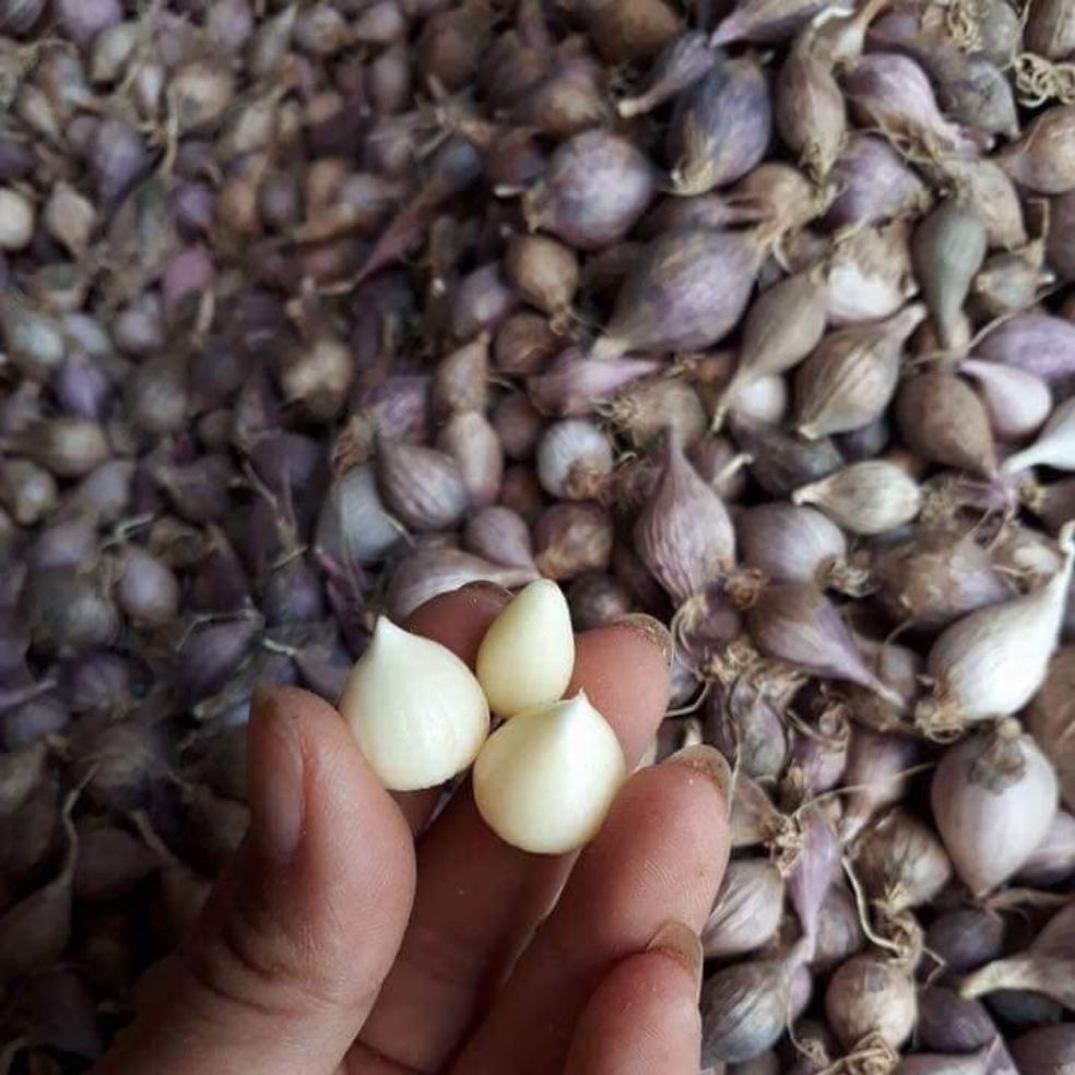 Tỏi Cô Đơn (Tỏi 1 Nhánh 1kg)