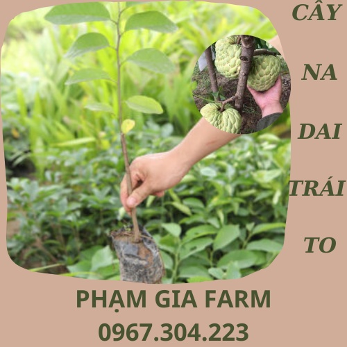 Cây giống na dai thơm ngon trái to (mãng cầu ta)