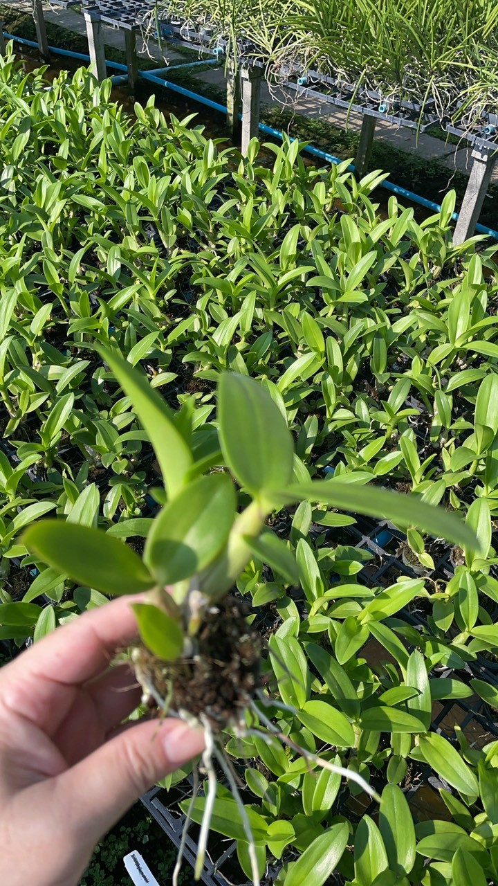 CÂY GIỐNG THỎ NÂU CAO 7-12CM