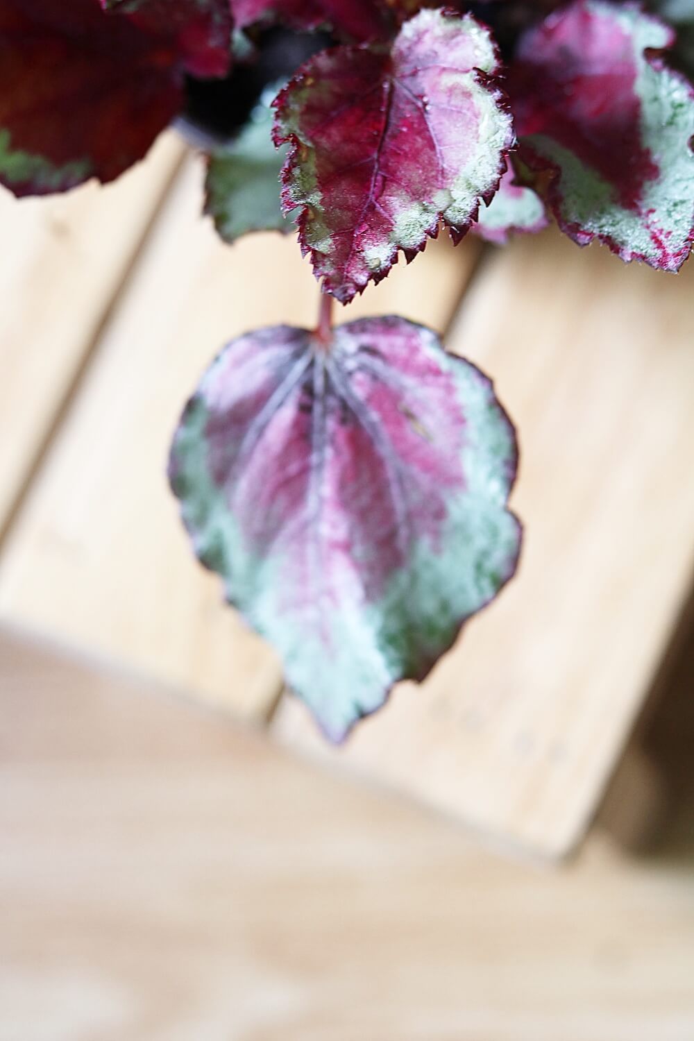 Chậu cây Begonia Celia - Thu Hải Đường Celia