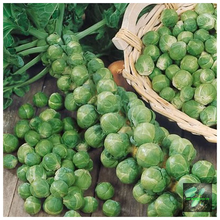 [Seeds] Hạt giống bắp cải tí hon RD219, đóng gói 2gr